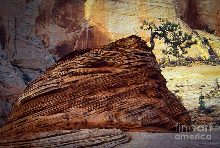 Zion National Park Photograph - Twisted Juniper by Inge Johnsson