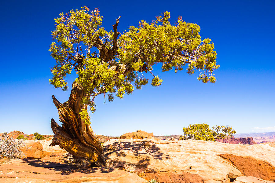 Twisted Juniper Photograph by Jamie Brancoccio