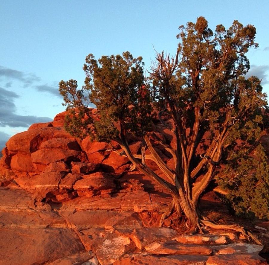 Twisted Juniper Sedona Photograph by Kathy Opperman - Fine Art America