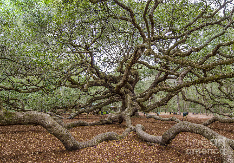 Twisted Limbs Photograph by Dale Powell