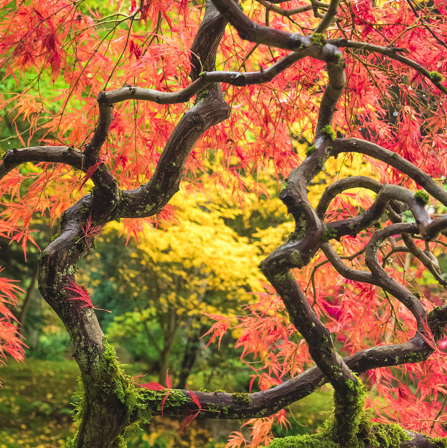 Fall Photograph - Twisted Maple by Kyle Wasielewski