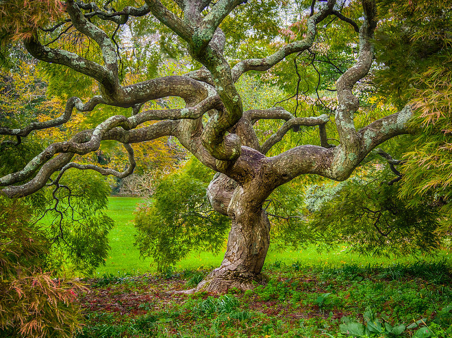 Twisted Maple Photograph by Steve Zimic
