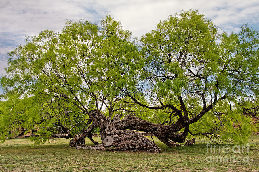 Twisted Mesquite Photograph by Jemmy Archer