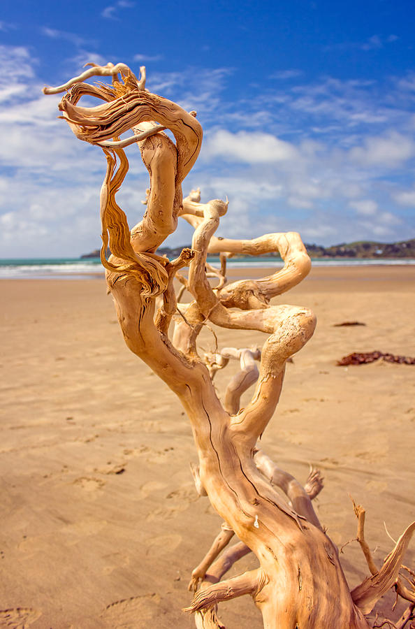 Twisted Photograph by Nicholas Blackwell