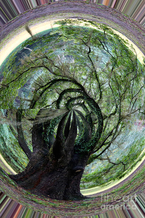Twisted Oak Digital Art by Carol Groenen