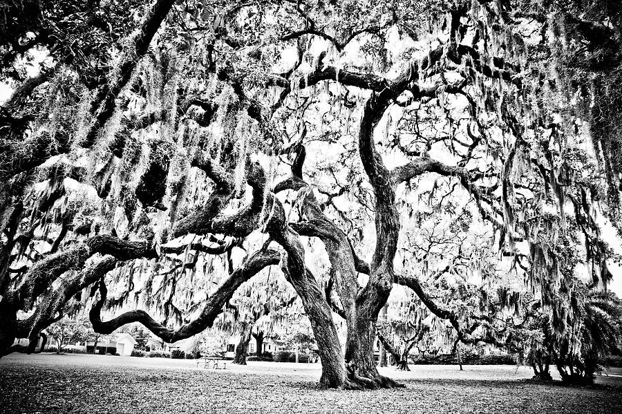 Twisted Oak Photograph by Chauncy Holmes
