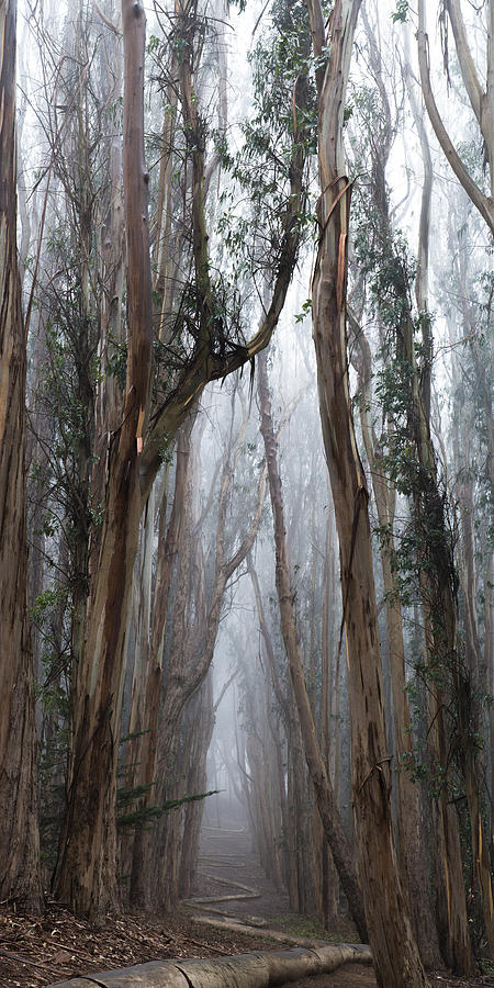 San Francisco Photograph - Twisted Path by Dustin LeFevre