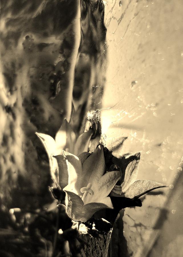 Flower Photograph - Twisted Reflections by Sarah Pemberton