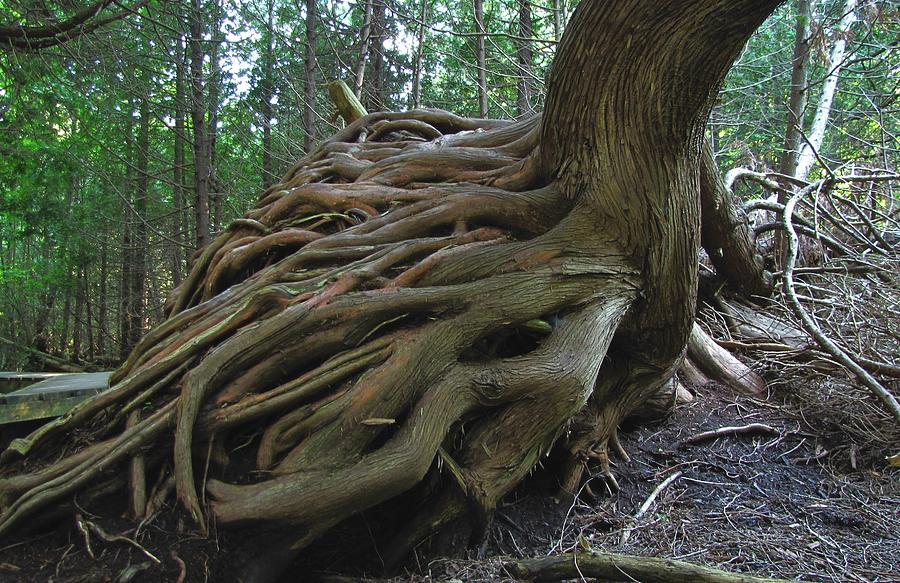 Twisted Roots