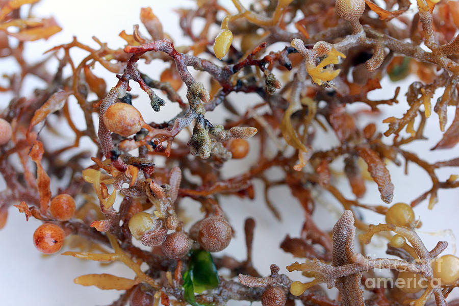 Twisted Seaweed Photograph by Mary Haber