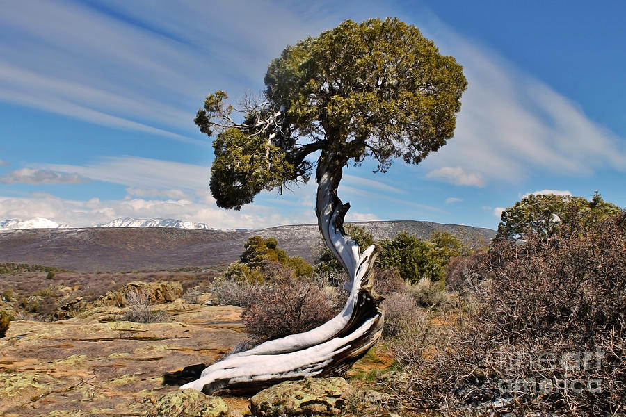 Black Canyon Of The Gunnison National Park Photograph - Twisted Sister by Janice Pariza