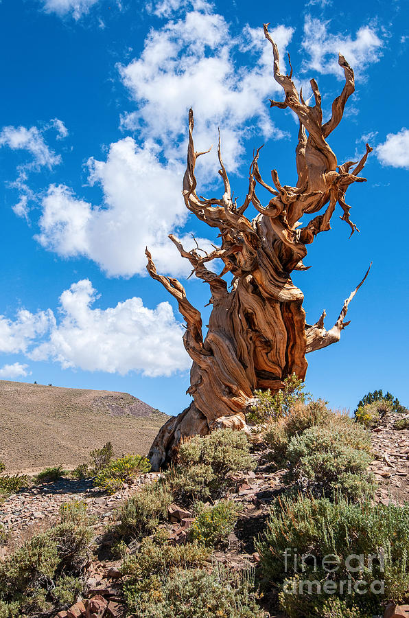Nature Photograph - Twisted Survivor - View of the Ancient Bristlecone Pine Forest. by Jamie Pham
