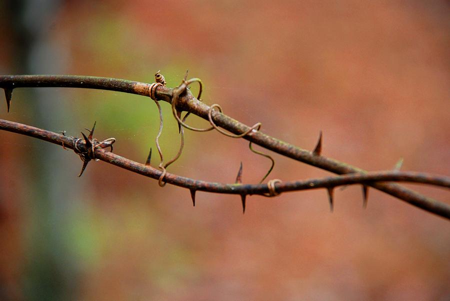 Nature Photograph - Twisted Thorns by Norma Brock
