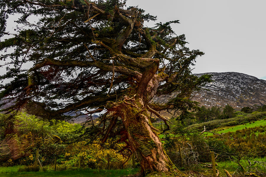 Twisted Tree at Kylemore Abbey Photograph by Marilyn Burton