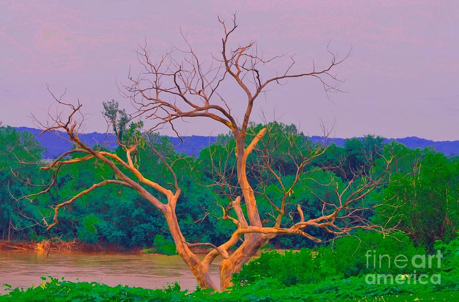 Tree Photograph - Twisted Tree at Rivers Side by Liane Wright