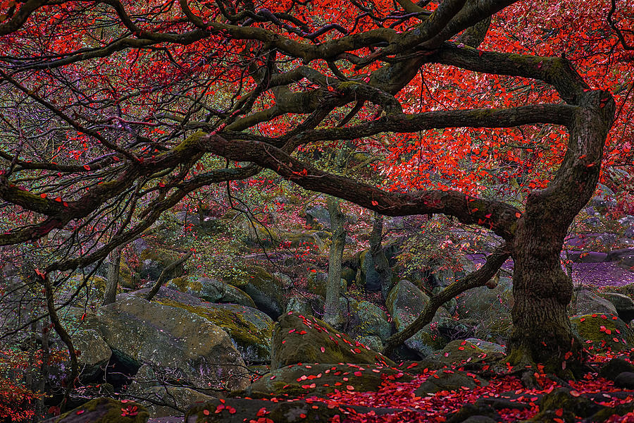 Twisted Tree Autumn Photograph by Ben Robson Hull Photography