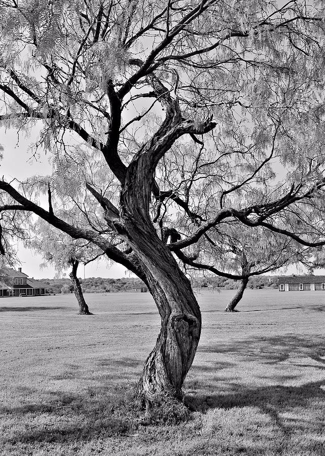 Twisted Tree Photograph by Elizabeth Budd