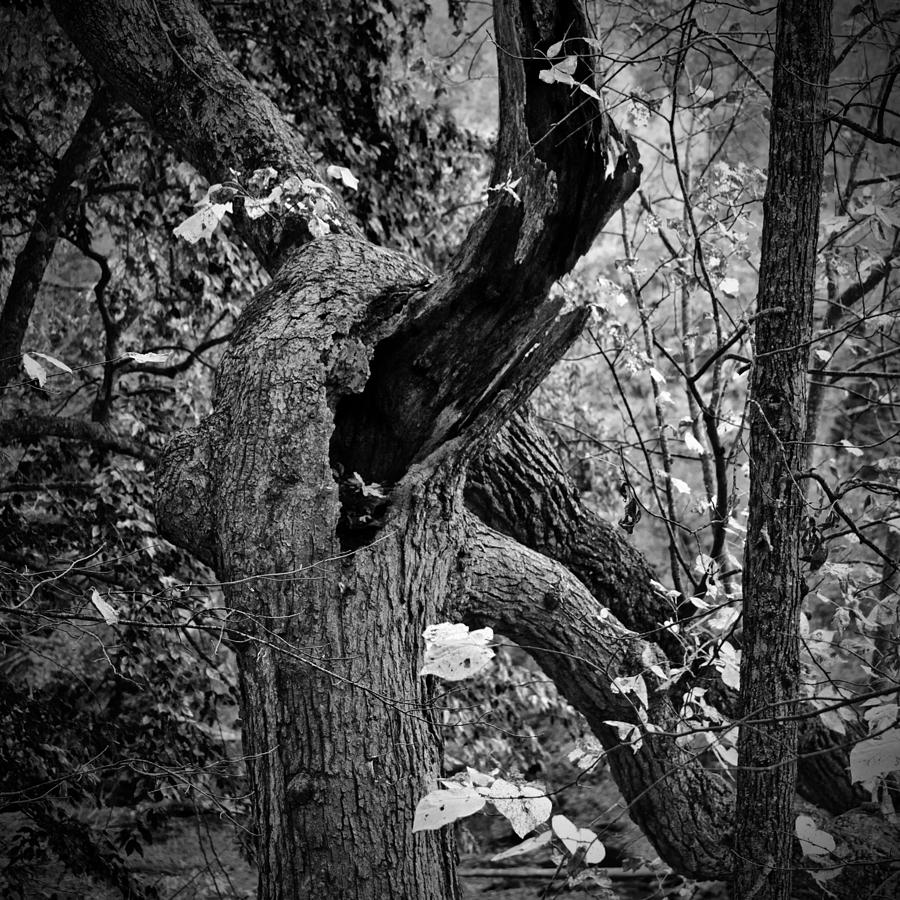 Twisted Tree Photograph by George Taylor
