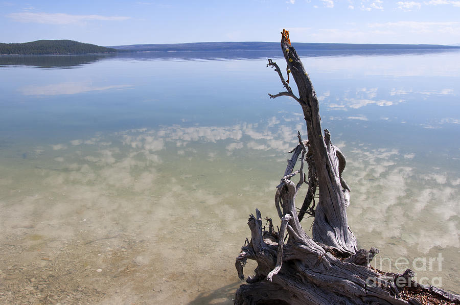 Twisted Tree in Yellowstone Lake Photograph by Brenda Kean