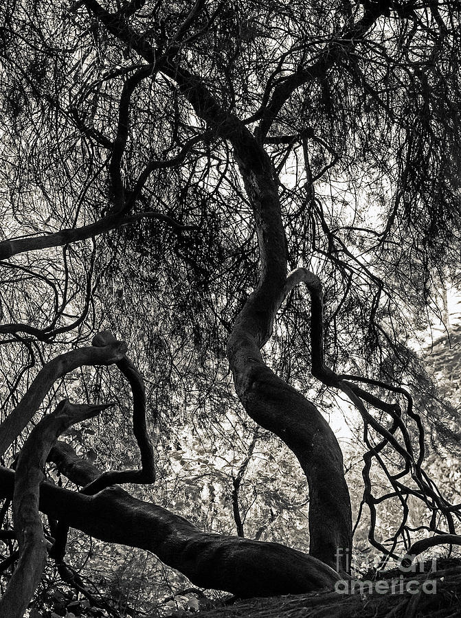 Twisted Tree Photograph by Kate Brown