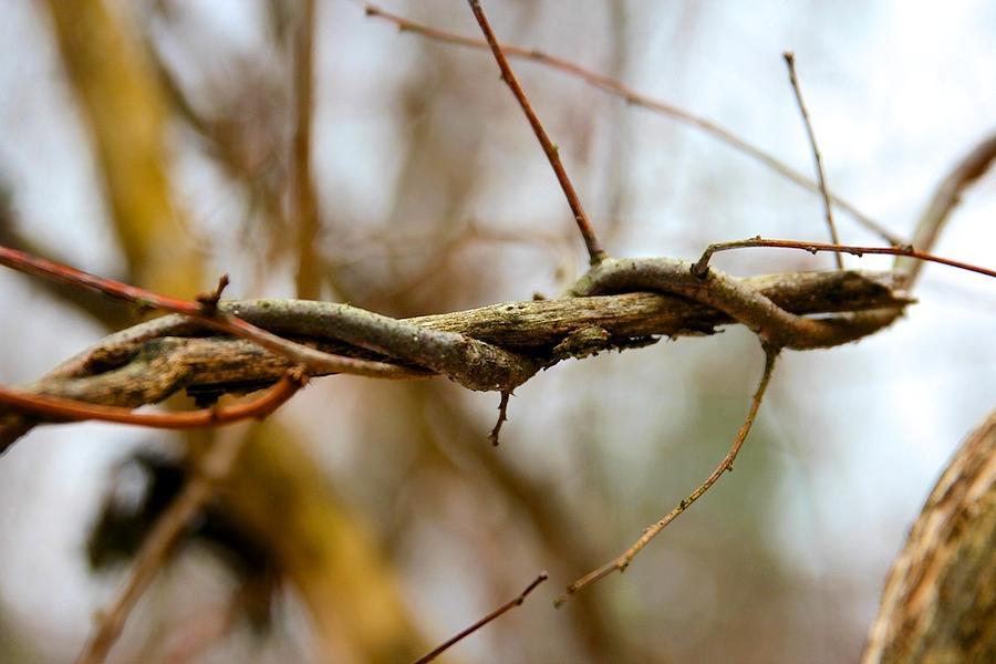 Twisted Tree Limb Photograph by Kimberly Sokol - Fine Art America