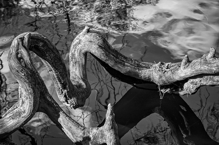 Twisted Tree Root - BW Photograph by Carolyn Marshall