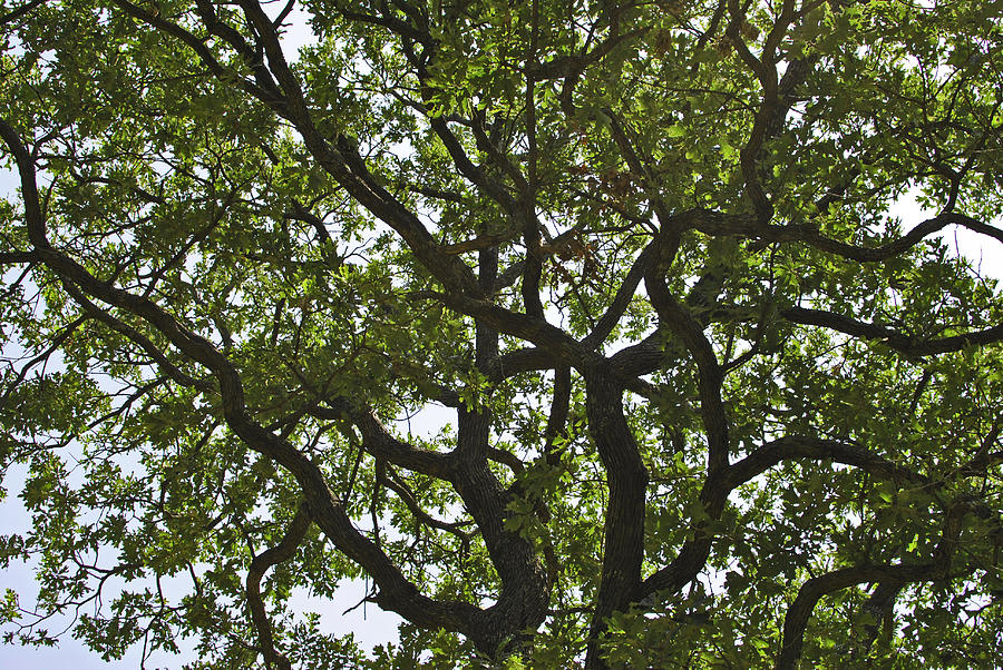 Twisted Tree Photograph by SC Pierce - Fine Art America