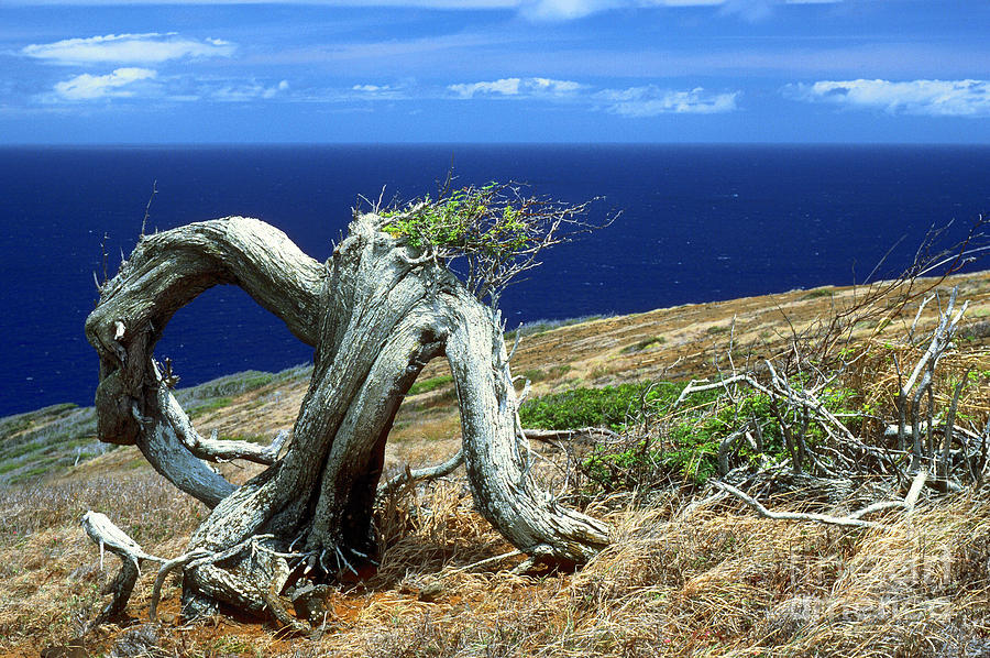 Mountain Photograph - Twisted Tree by Thomas R Fletcher