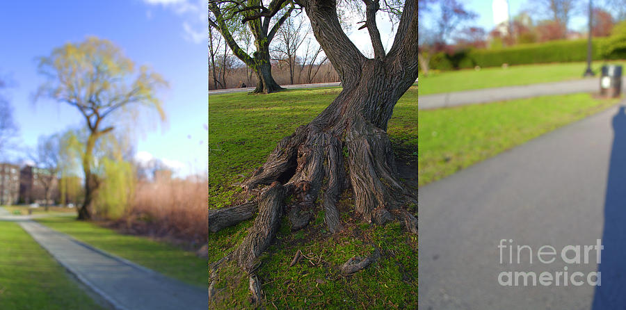 Spring Photograph - Twisted Tree Triptych by Danielle Lebenson