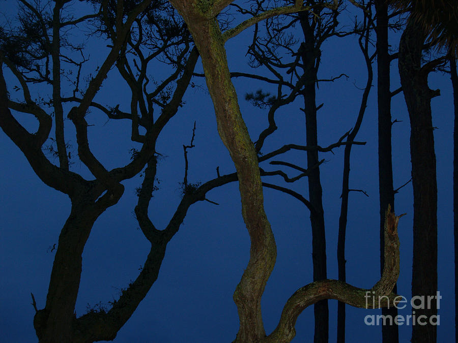 Twisted Trees at Twilight Photograph by Anna Lisa Yoder