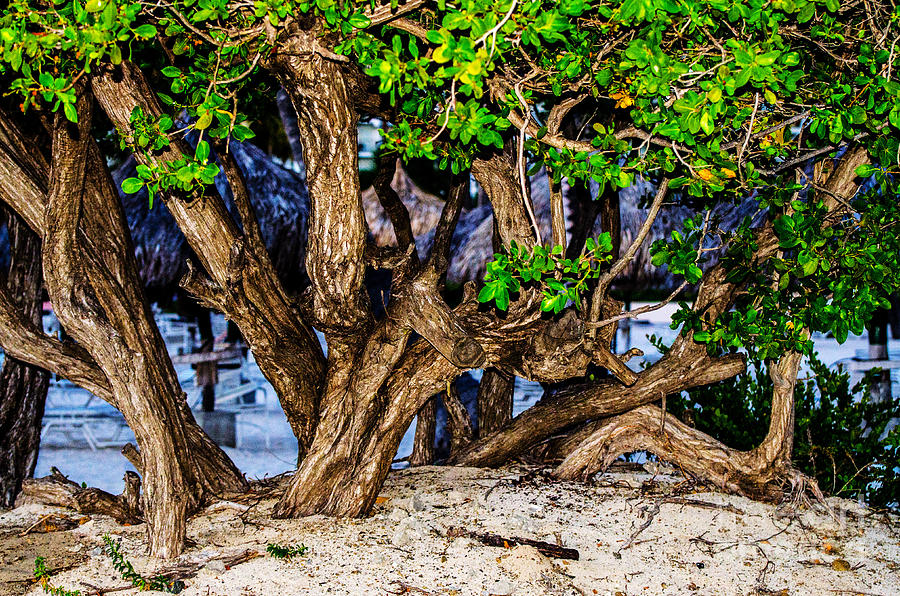 Twisted Trunks Photograph by Judy Wolinsky
