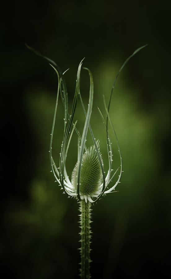 Thistle Photograph - Twisting Beauty by Shane Holsclaw