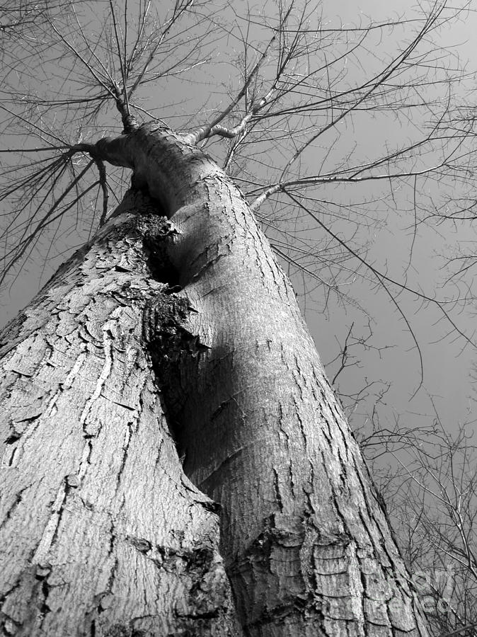 Twisting Tree Photograph by Tom Brickhouse