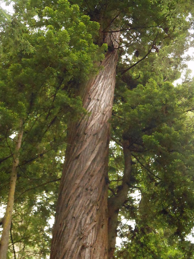 Tree Photograph - Twisty Redwood by Sean Sullivan