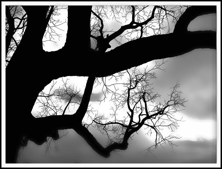 Twisty Tree Silhouette Photograph by Ellen Tully