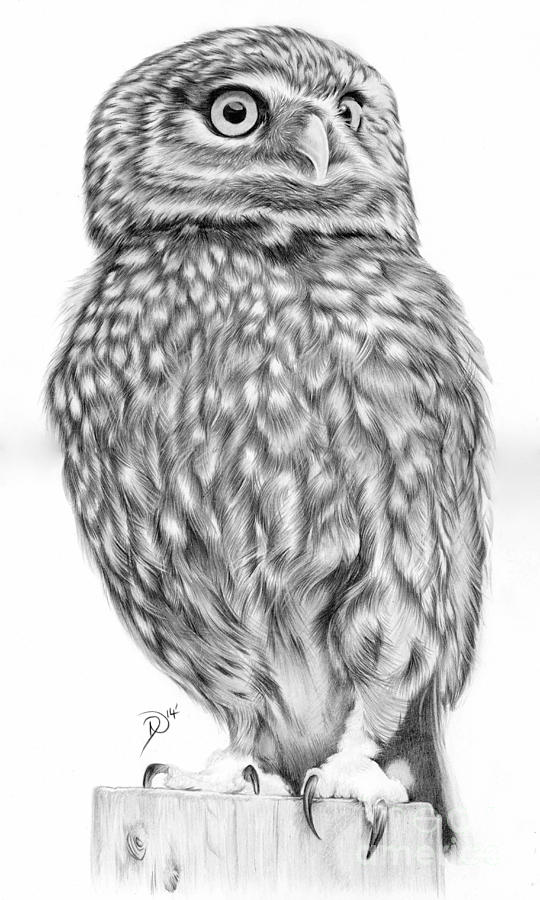 Twit Twoo Drawing by Deborah Nicholas - Fine Art America