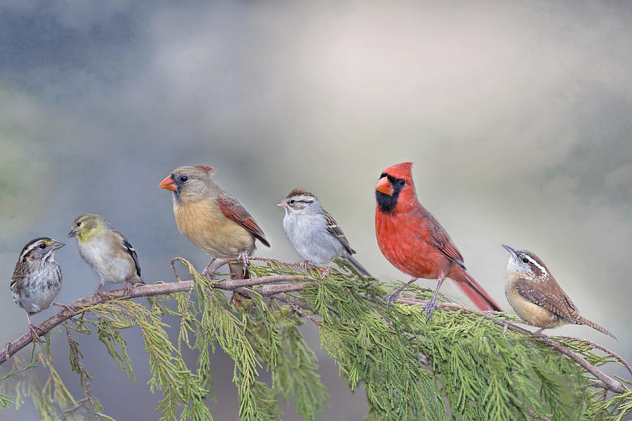 Bird Photograph - Twitter Town by Bonnie Barry