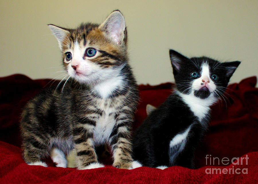 Two Adorable Kittens Photograph by Terri Waters