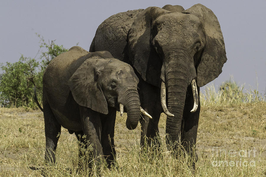 Two African Elephants Photograph by Chris Scroggins
