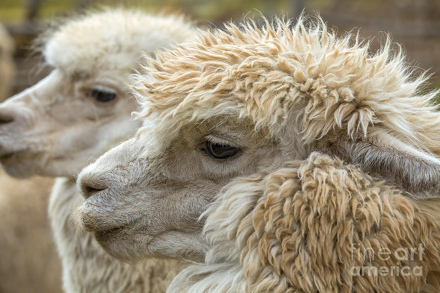 Two Alpaca Heads Photograph