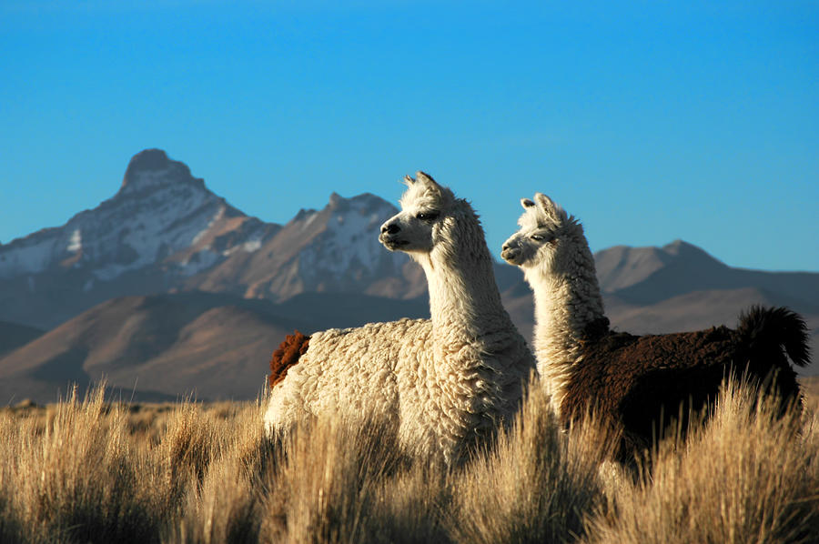 Two Alpacas Photograph by Thinair28
