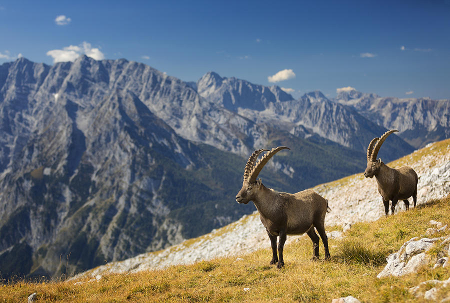 Two Alpine Ibex in front of Mount Watzmann , Alps Photograph by DieterMeyrl