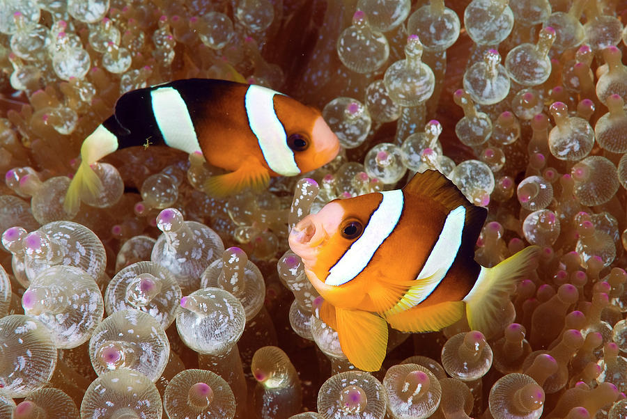 Nature Photograph - Two Anemonefish Swim Among Poisonous by Jaynes Gallery
