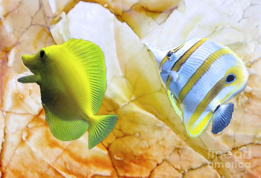 Fish Photograph - Two Angelfish by Janette Boyd