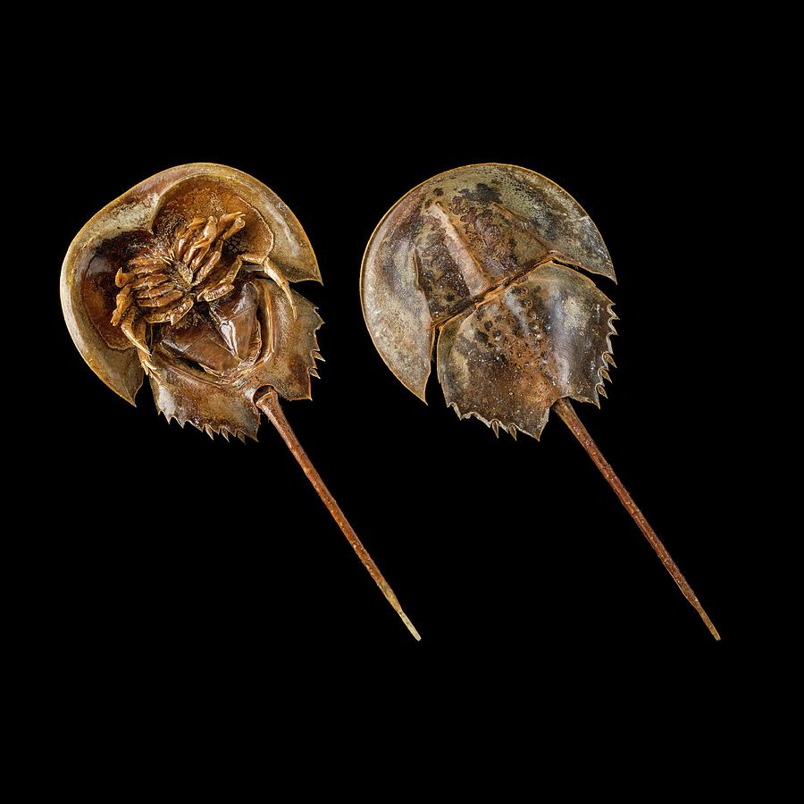 Animal Photograph - Two Atlantic Horseshoe Crabs by Science Photo Library