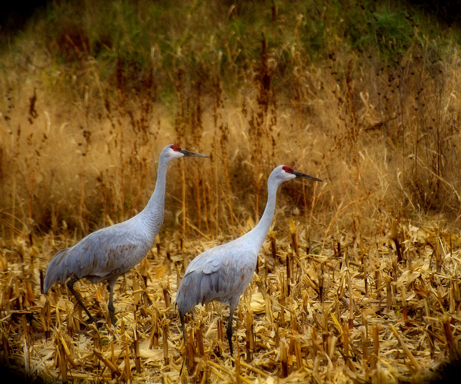 Two Autumn Sandhills Photograph by Thomas Young