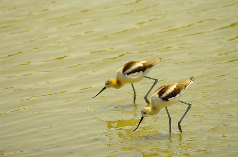 Bird Photograph - Two Avocets Having A Drink by Jeff Swan