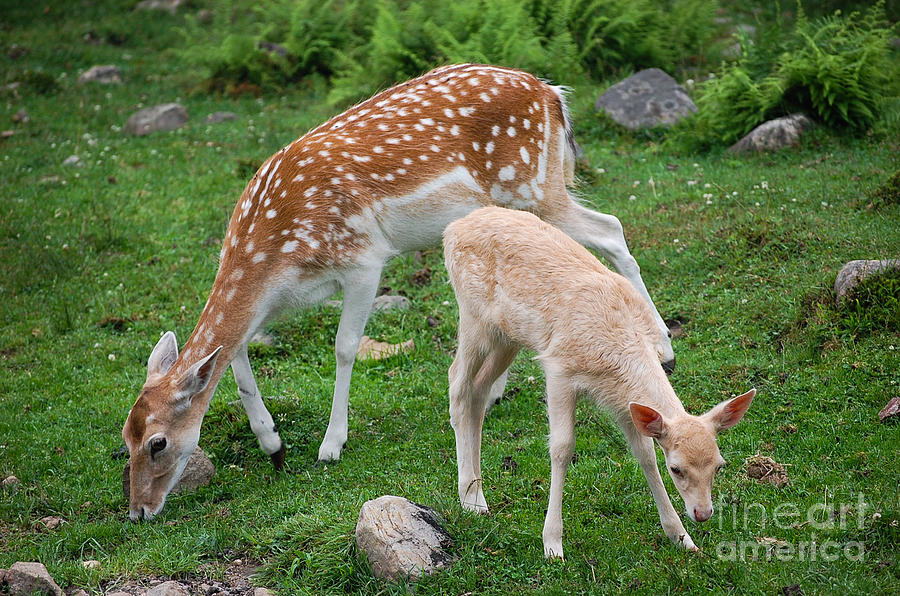 Deer Photograph - Two Babes by Bianca Nadeau