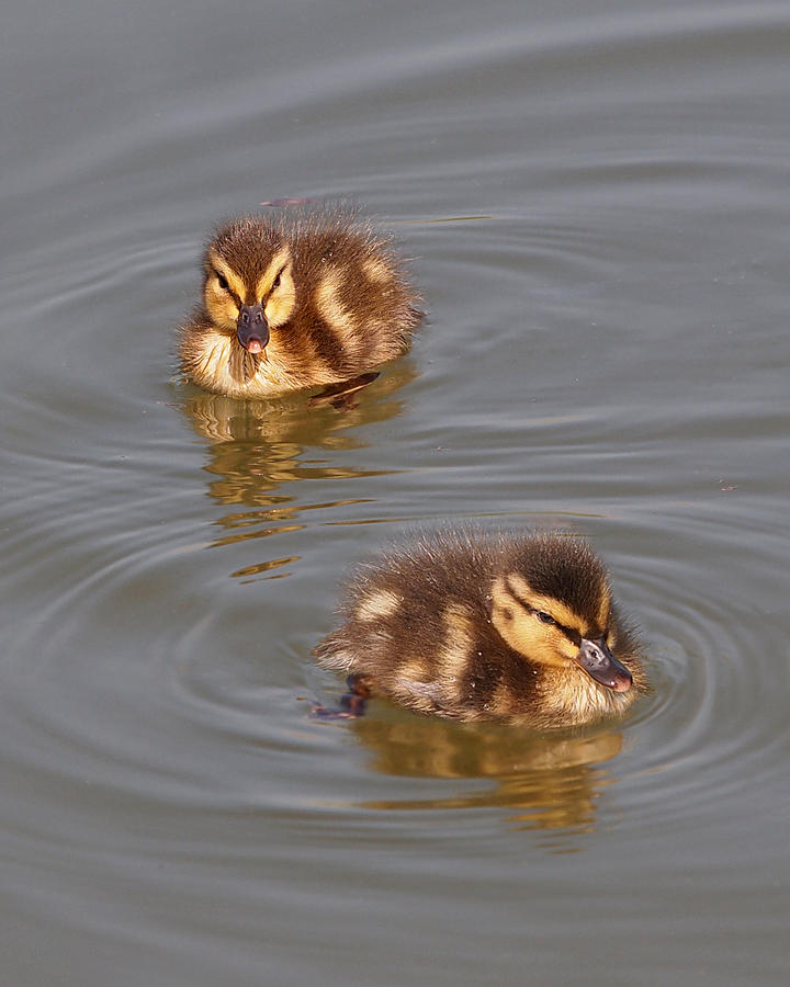 Two Baby Ducklings Photograph by Gill Billington