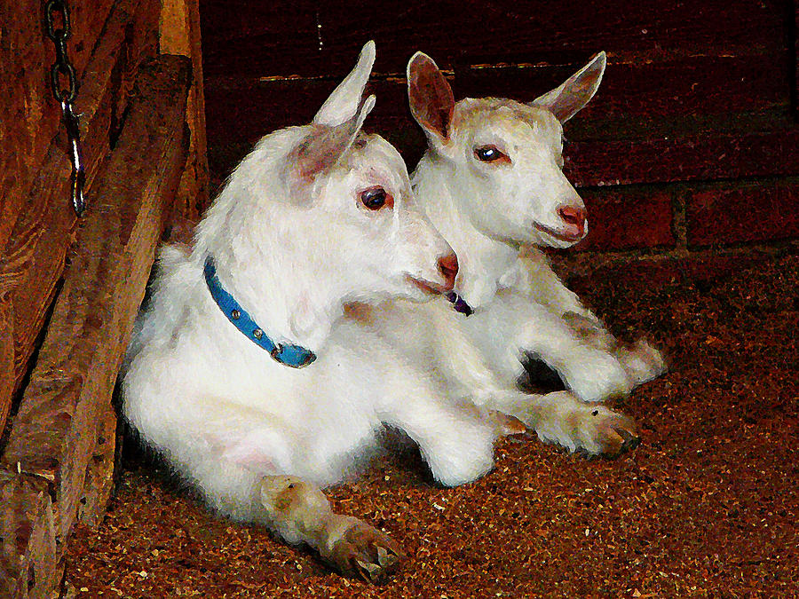 Farm Animals Photograph - Two Baby Goats by Susan Savad